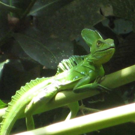 El Tucan Jungle Lodge Puerto Viejo de Talamanca ภายนอก รูปภาพ