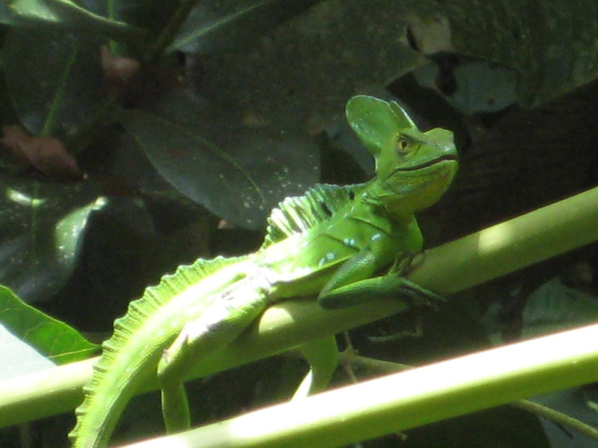 El Tucan Jungle Lodge Puerto Viejo de Talamanca ภายนอก รูปภาพ