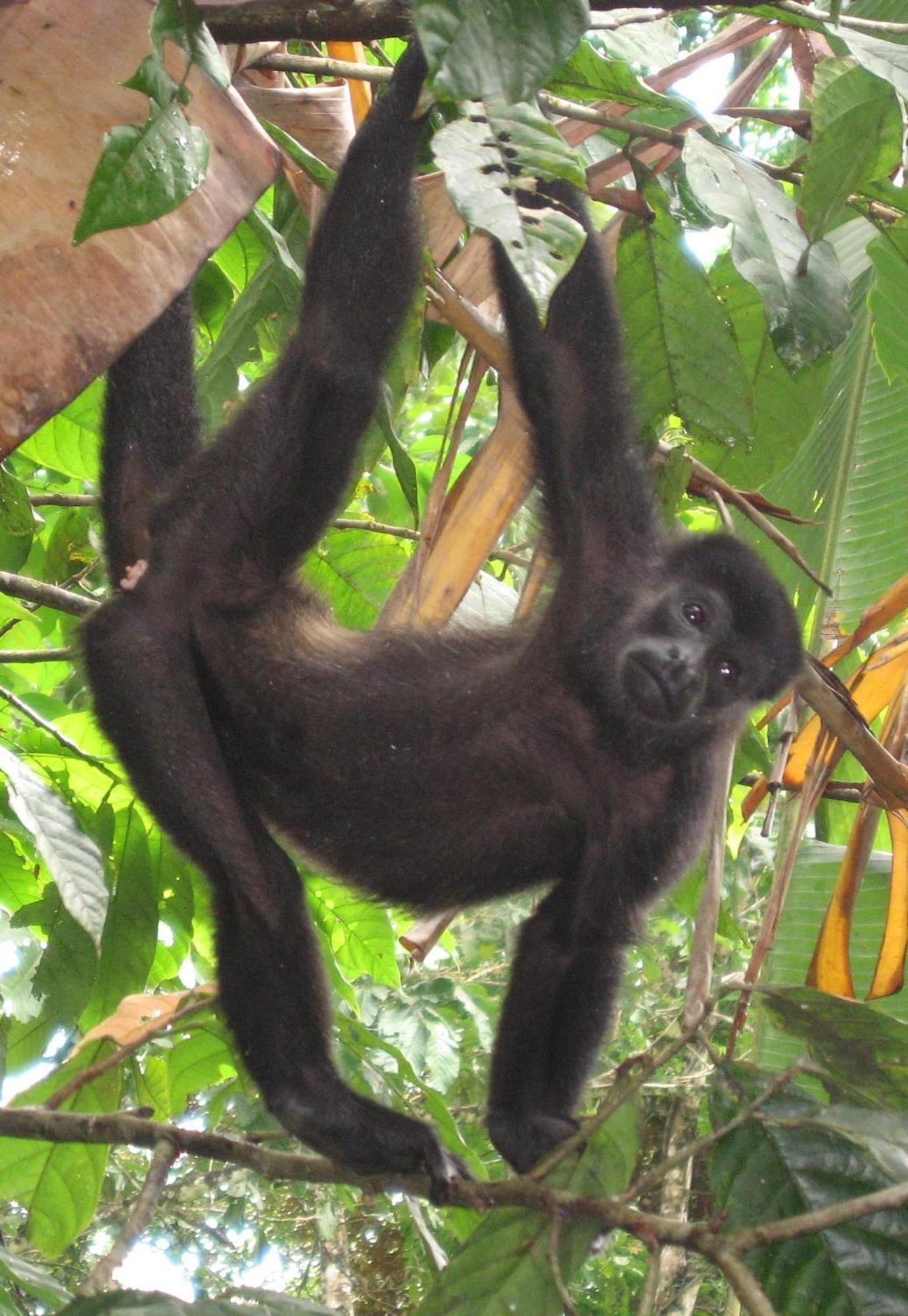 El Tucan Jungle Lodge Puerto Viejo de Talamanca ภายนอก รูปภาพ