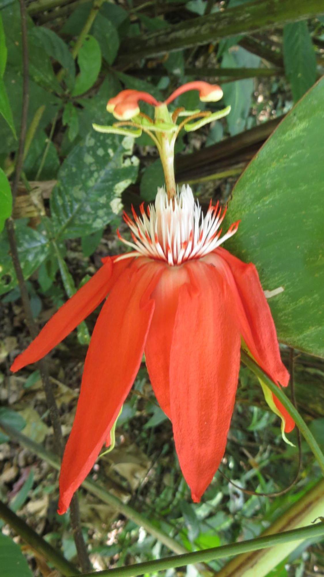 El Tucan Jungle Lodge Puerto Viejo de Talamanca ภายนอก รูปภาพ