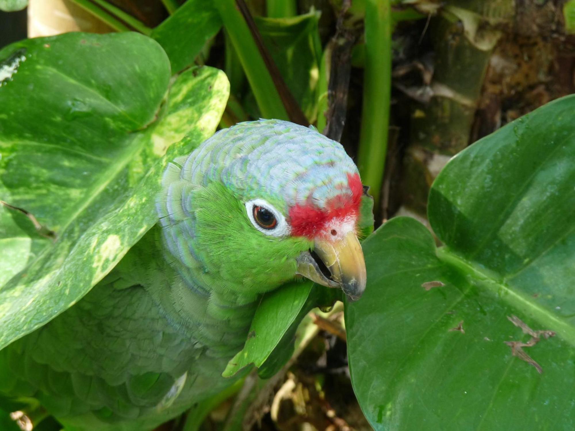 El Tucan Jungle Lodge Puerto Viejo de Talamanca ภายนอก รูปภาพ