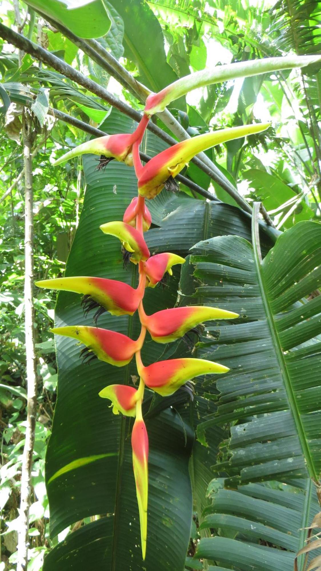 El Tucan Jungle Lodge Puerto Viejo de Talamanca ภายนอก รูปภาพ