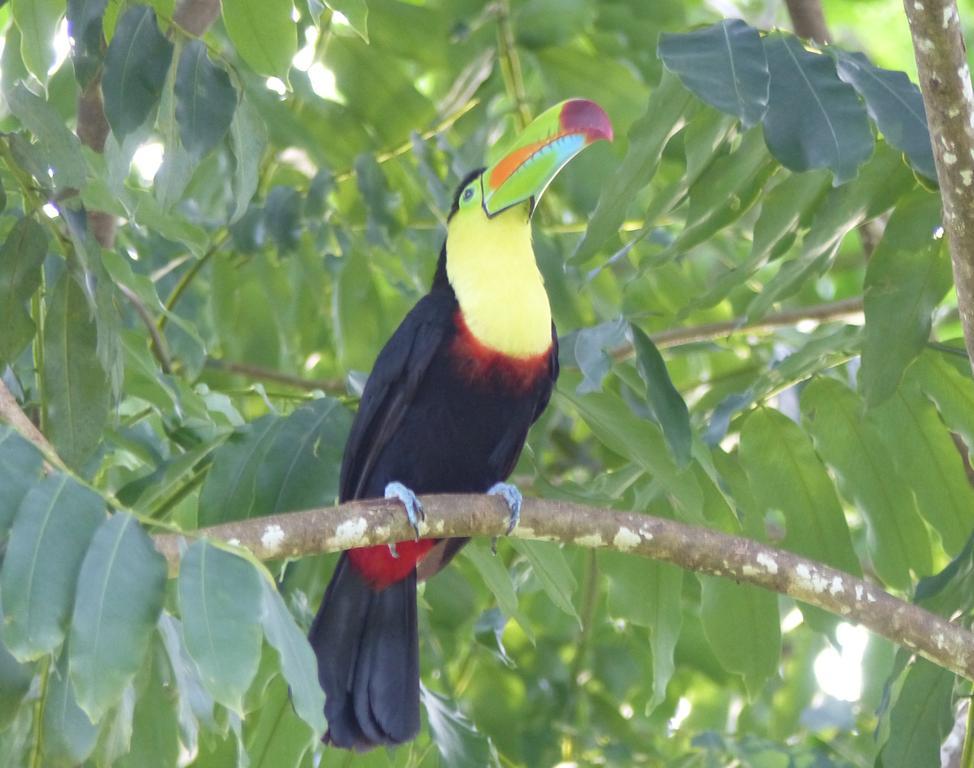 El Tucan Jungle Lodge Puerto Viejo de Talamanca ภายนอก รูปภาพ