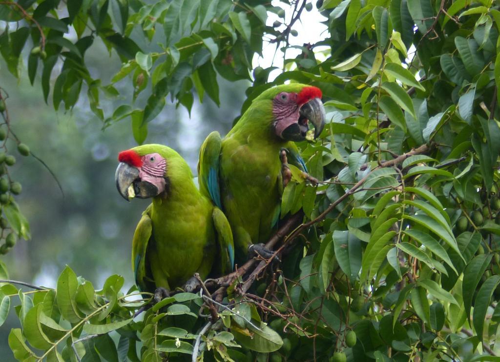 El Tucan Jungle Lodge Puerto Viejo de Talamanca ภายนอก รูปภาพ
