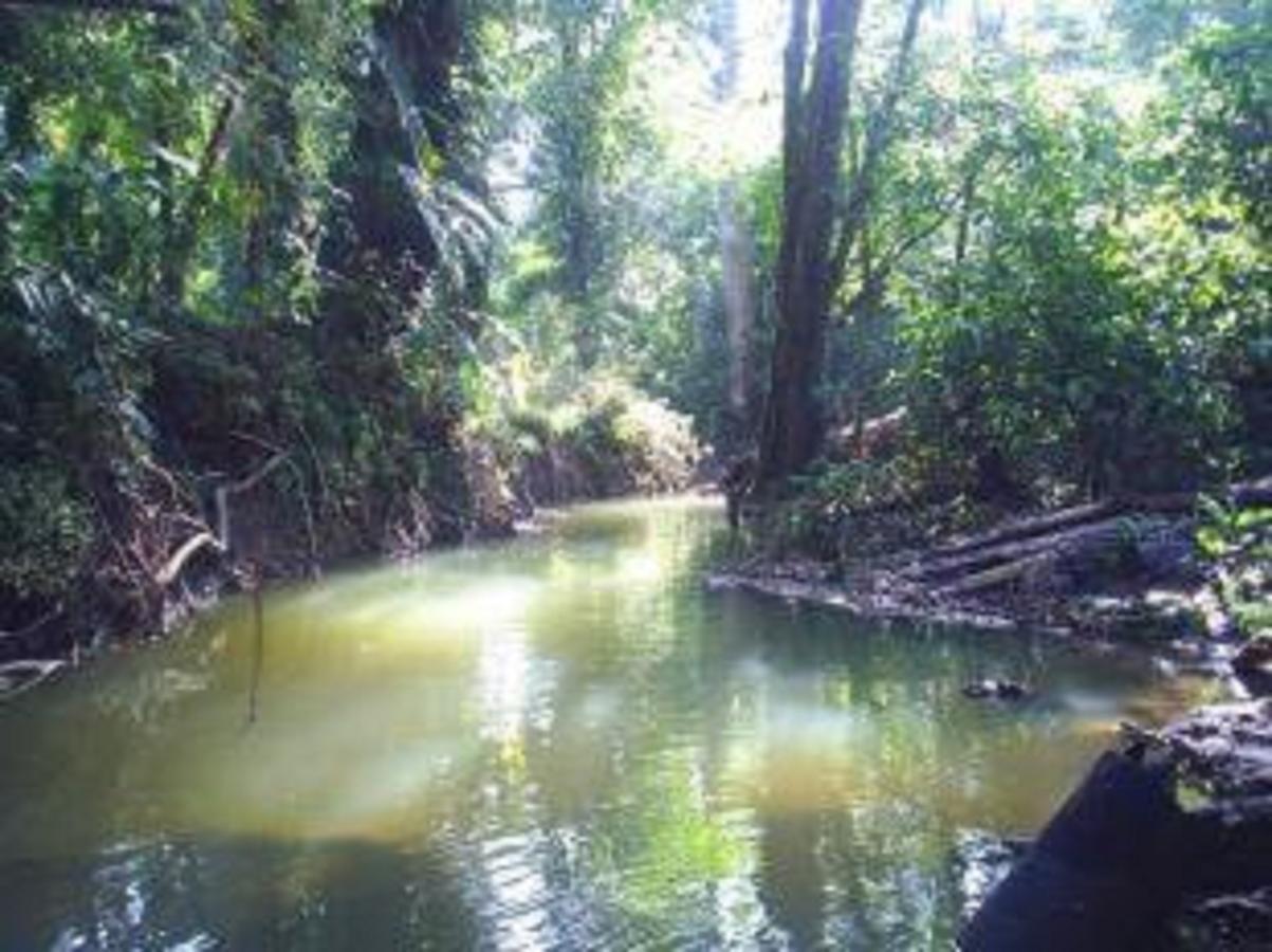 El Tucan Jungle Lodge Puerto Viejo de Talamanca ภายนอก รูปภาพ